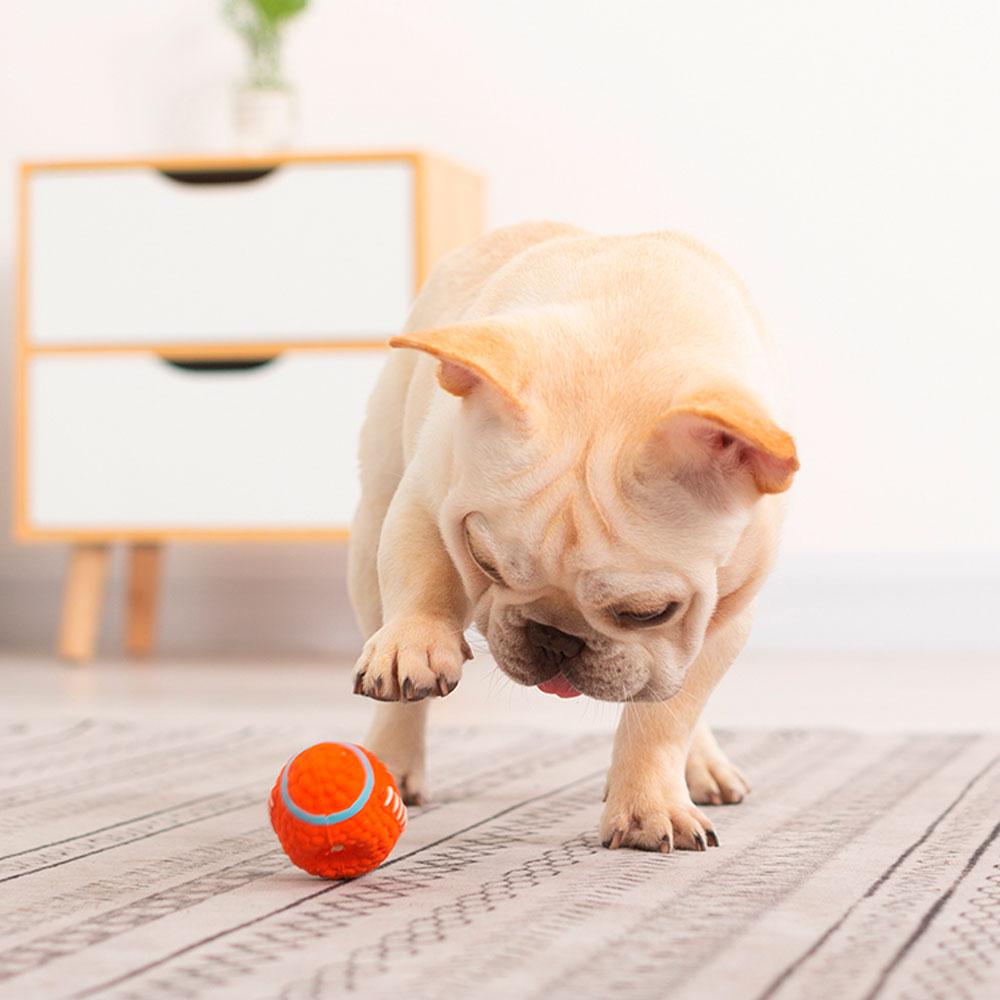 Jouet pour chien interactif et balle amusant